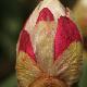 Rhododendron arboreum