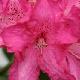 Rhododendron arboreum