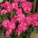 Rhododendron arboreum