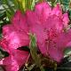 Rhododendron arboreum