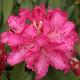 Rhododendron arboreum