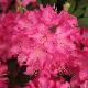 Rhododendron arboreum