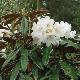 Rhododendron bureavii