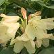 Rhododendron wardii 