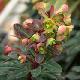Euphorbia 'Efanthia'
