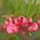 Grevillea Jenkinsii