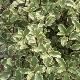 Pittosporum Victoria