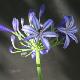 Agapanthe Northern Star