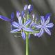 Agapanthe Northern Star