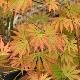 Acer palmatum 'Omurayama'