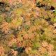 Acer palmatum 'Omurayama'