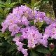 Rhododendron Flore Pleno