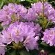 Rhododendron Flore Pleno