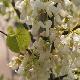 Arbre de Jud�e � fleurs blanches 