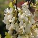 Arbre de Jud�e � fleurs blanches 