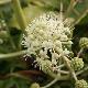 Aralia du Japon