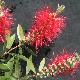 Callistemon Splendens