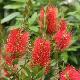 Callistemon Splendens