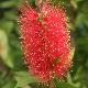 Callistemon Splendens