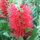 Callistemon Splendens