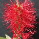 Callistemon Splendens