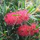 Callistemon Rose Opal
