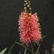 Callistemon Rose Opal