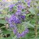 Caryopteris Heavenly Blue