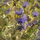 Caryopteris � feuillage dor�