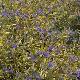 Caryopteris � feuillage dor�