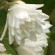 Deutzia magnifica
