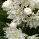 Deutzia magnifica