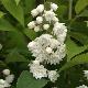 Deutzia magnifica