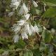 Deutzia de Ta�wan