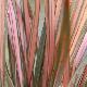 Phormium 'Rainbow Maiden'