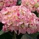Hortensia Sweet Fantasy
