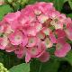 Hortensia Sweet Fantasy