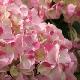 Hortensia Sweet Fantasy