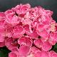 Hortensia Curly Wurly