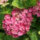 Hortensia Curly Wurly