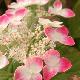 Hortensia Hatsu-shime