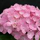 Hortensia Homingo