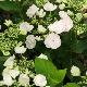 Hortensia Hopaline