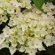 Hortensia Hopaline
