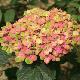Hortensia Magical Coral 