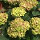 Hortensia Magical Coral 