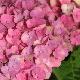 Hortensia Magical Coral 