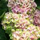 Hortensia Magical Coral 