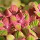 Hortensia Magical Coral 