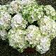 Hortensia Magical Noblesse 